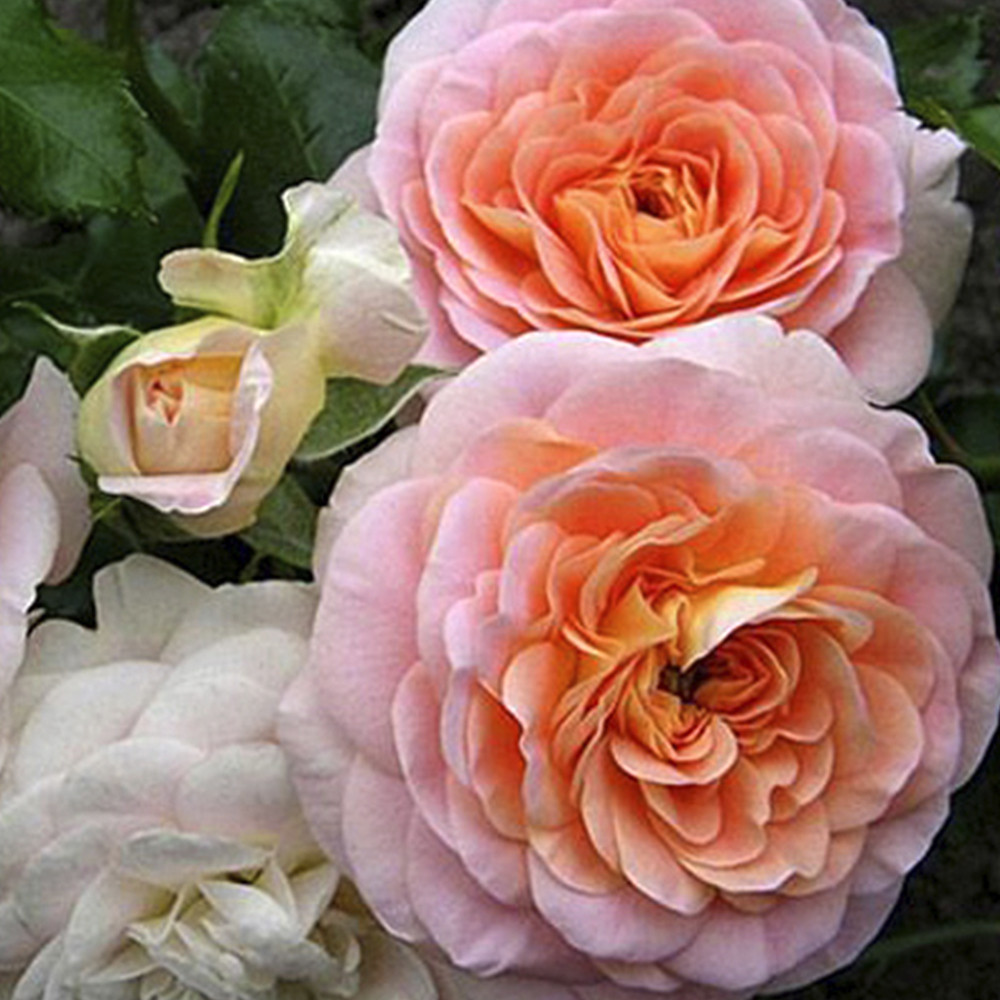 Саженцы плетистых роз Концерто 94 (привитый) Черновцы - изображение 2