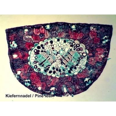 Набор микропрепаратов Bresser 100 шт (5986003) (931508) Винница - изображение 3