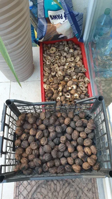 Орехи 2025 года. Одесса Одеса - фото 7