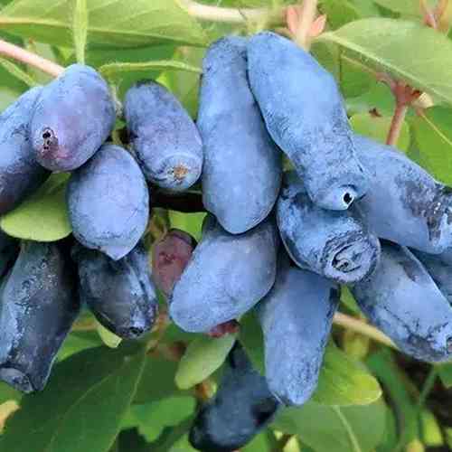 Саджанці жимолості Захват (черенкований) - 2-річний Чернівці