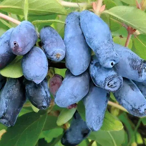 Саженцы жимолости Захват (черенкованный) - 2-летний Черновцы - изображение 1