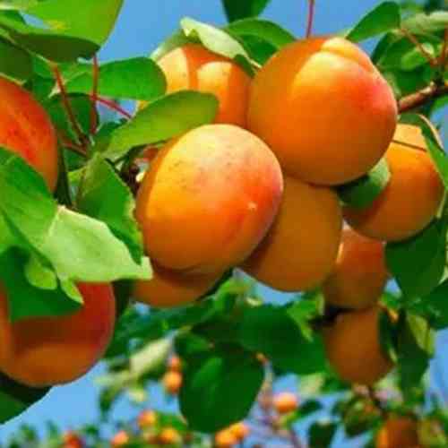 Саженцы абрикоса Запорожец (привитый) - 1-летний Черновцы