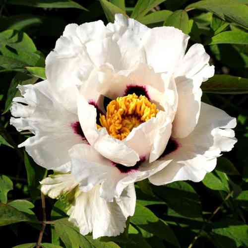 Саджанці піона деревоподібного Вайт (сіянець) - 1-річний Чернівці