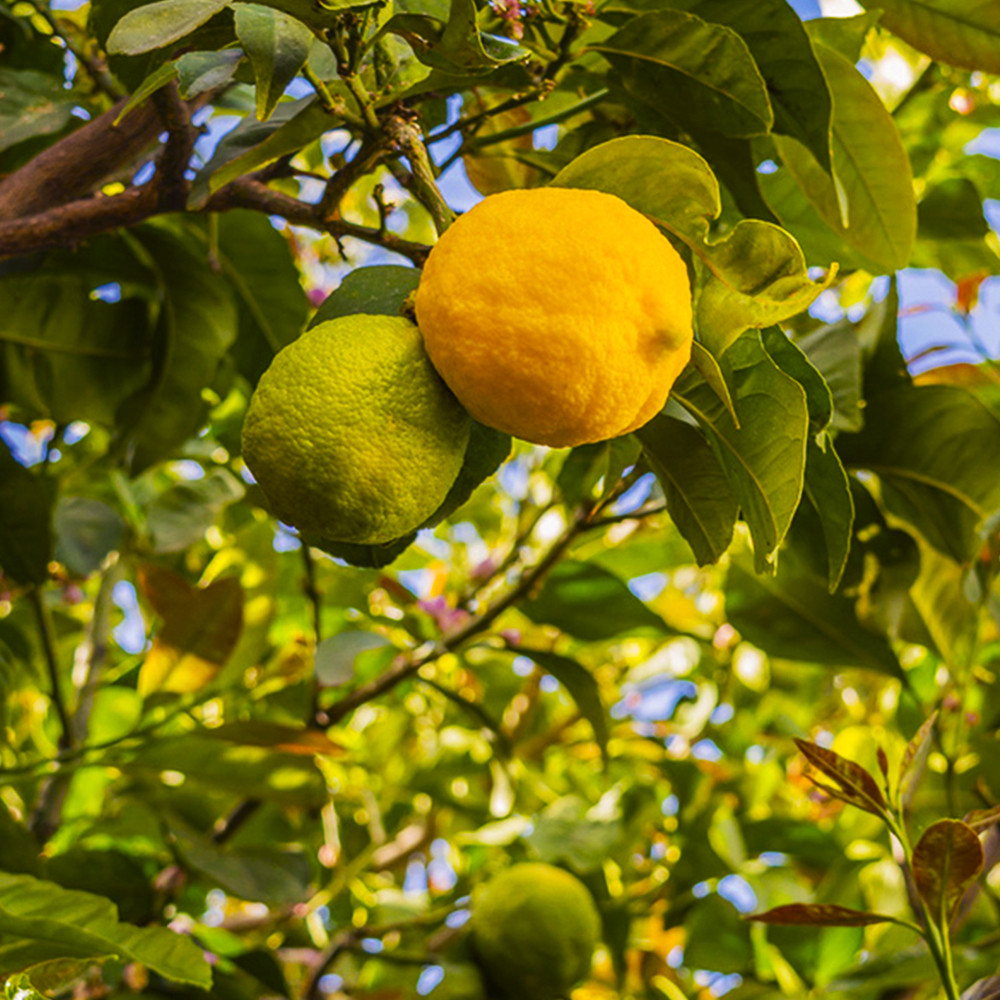 Саженцы лимона Любимчик - 1-летний Черновцы - изображение 1