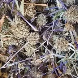 Синеголовник полевой (Синьоголовник польовий) 100г master sem Киев - изображение 2