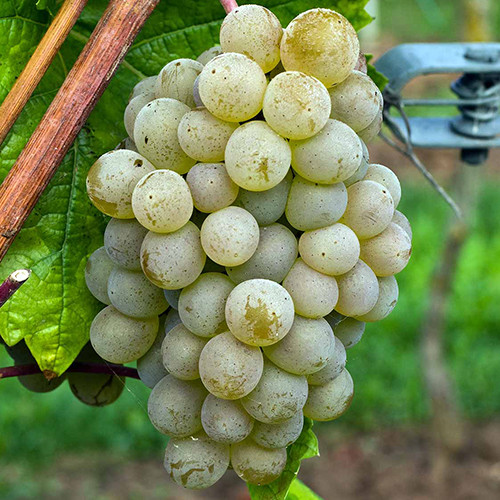 Cаджанці винограду Кристал (черенкований) - 2-річний Чернівці - фото 1