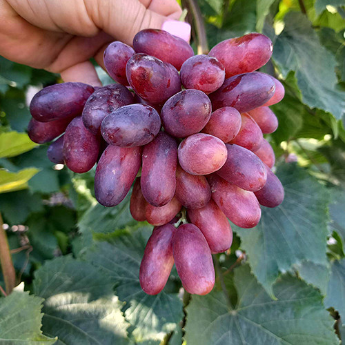 Cаджанці винограду Ізюмінка (черенкований) - 1-річний Чернівці - фото 1