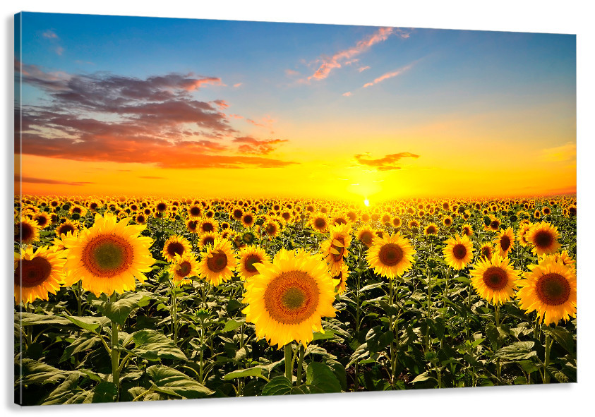 Картина холст в гостиную / спальню   Соняшник      MLP_139 80x120 см Киев - изображение 1