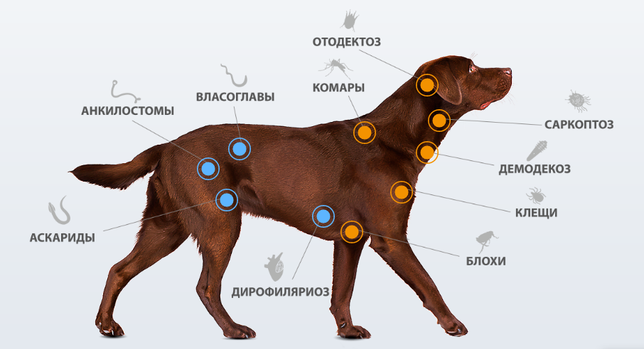 NexGard Spectra М (Нексгард Спектра М) таблетки проти кліщів, бліх і гельмінтів для собак вагою від 7.5 до 15 кг Запоріжжя - фото 3