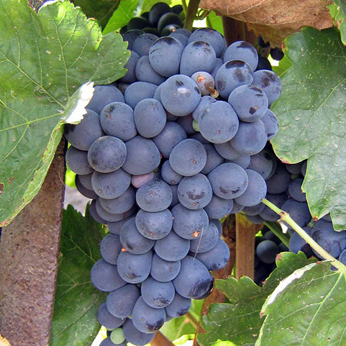 Cаджанці винограду Сіра (черенкований) - 1-річний Чернівці - фото 1