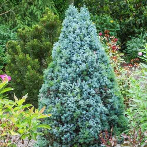 Саженцы ели канадской Блю Вандер (черенкованный) - 2-летний Черновцы