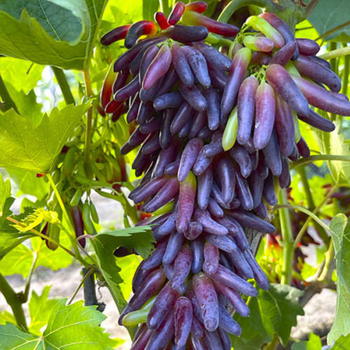 Cаджанці винограду Хелловін (черенкований) - 2-річний Чернівці - фото 1