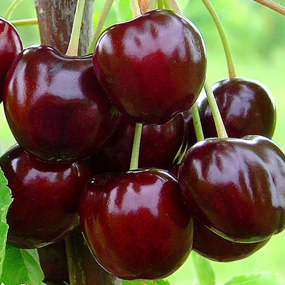 Саженцы черешни Кордия (привита) - 2-летний Черновцы - изображение 1