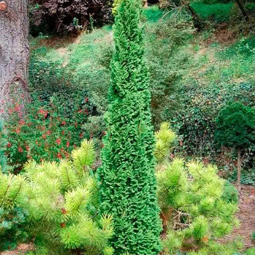 Саджанці туї Бробекс Тауер Чернівці - фото 1