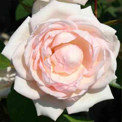 Саджанці троянд Мартін Гійо (привитий) - 2-річний Чернівці