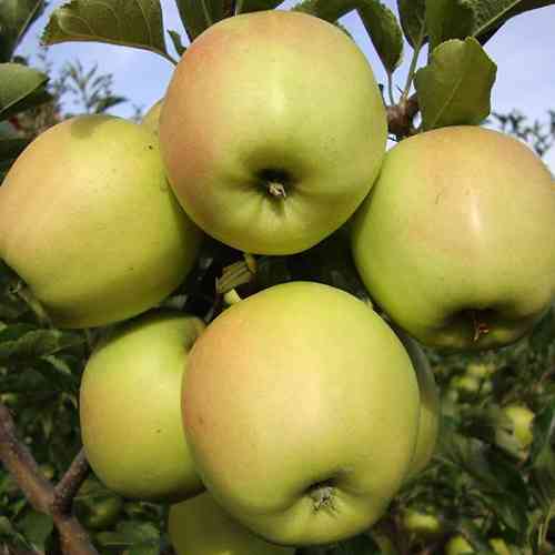 Саженцы яблони Злато (привитый) - 1-летний Черновцы