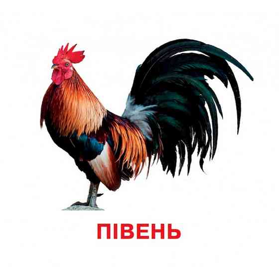 Розвиваючі картки для дітей Домашні тварини J012yD, 18 картинок Вінниця