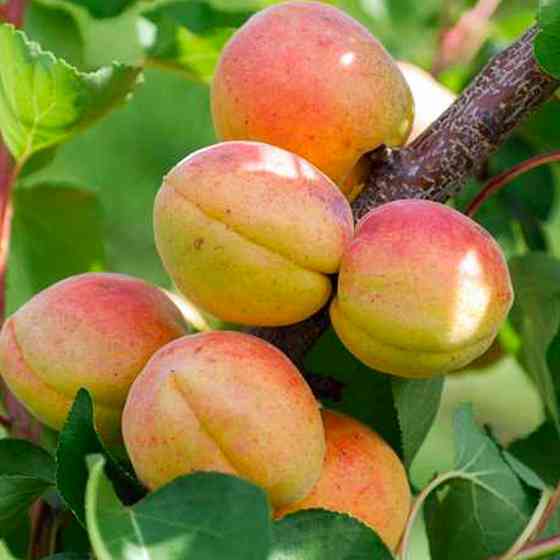 Саженцы колоновидного абрикоса Радости Жизни (привитый) - 2-летний Черновцы