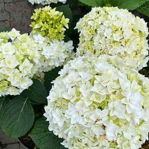 Саджанці гортензії Флоренція (черенкований) - 2-річний Чернівці