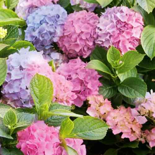 Саджанці гортензії Оригінальна (черенкований) - 1-річний Чернівці