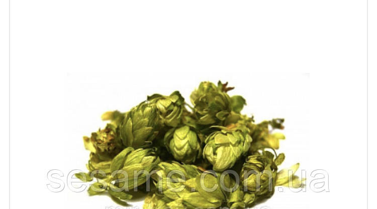Хмель обыкновенный шишки (пак/50грамм) Харьков - изображение 1