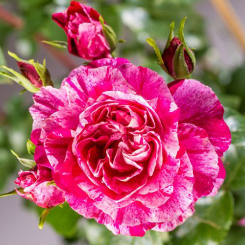 Саджанці троянд Інес Састр (привитий) - 2-річний Чернівці - фото 1