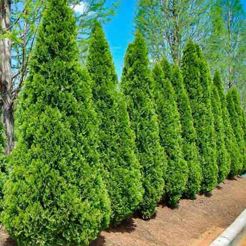 Саджанці туї Ізумруд Чернівці