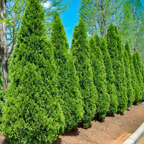 Саджанці туї Ізумруд Чернівці - фото 1