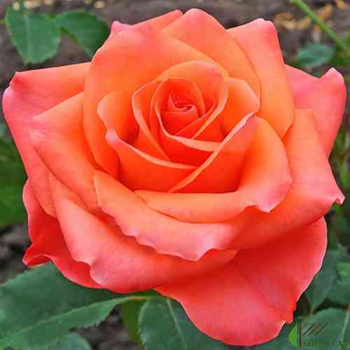 Саджанці троянд Вау (привитий) - 2-річний Чернівці