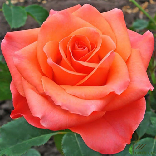 Саджанці троянд Вау (привитий) - 2-річний Чернівці - фото 1