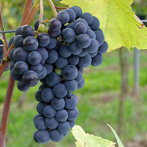 Cаджанці винограду Зейбель №209 (черенкований) - 2-річний Чернівці - фото 1