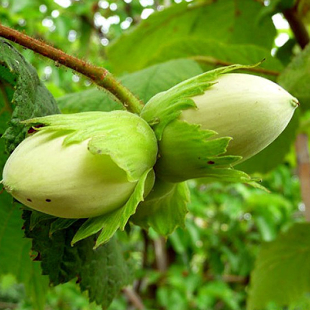 Саджанці фундука Косфорд (відводок) - 3-річний Чернівці - фото 2