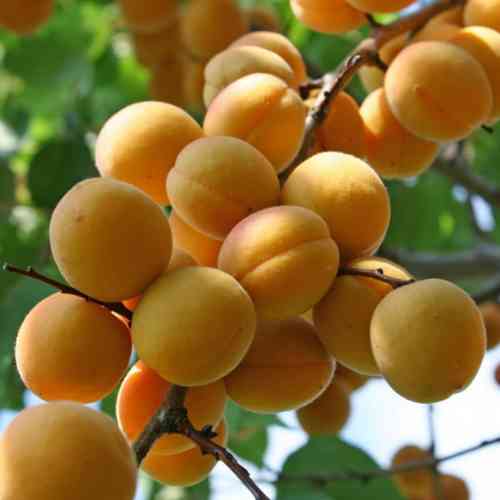 Саженцы абрикоса Водолей (привитый) - 1-летний Черновцы