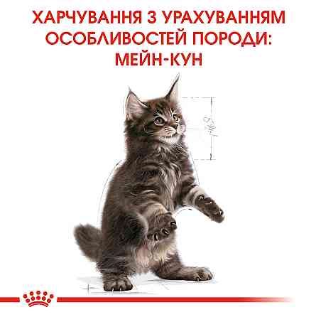 Корм для кошенят породи Мейн-Кун ROYAL CANIN MAINECOON KITTEN 0.4 кг Київ