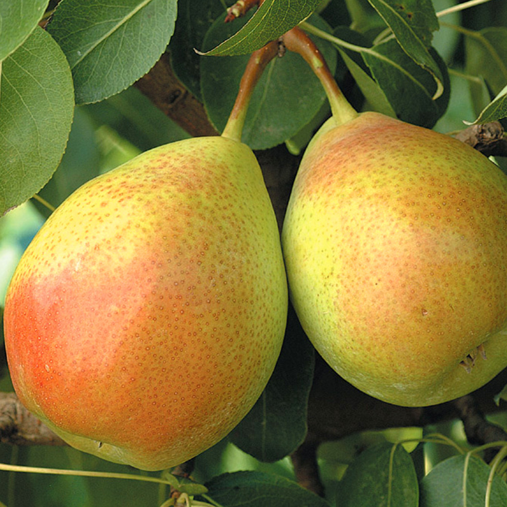 Саженцы груши Санта Мария (привитый) - 1-летний Черновцы - изображение 3