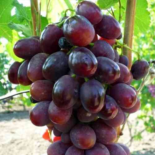 Cаджанці винограду Ірен (черенкований) - 2-річний Чернівці