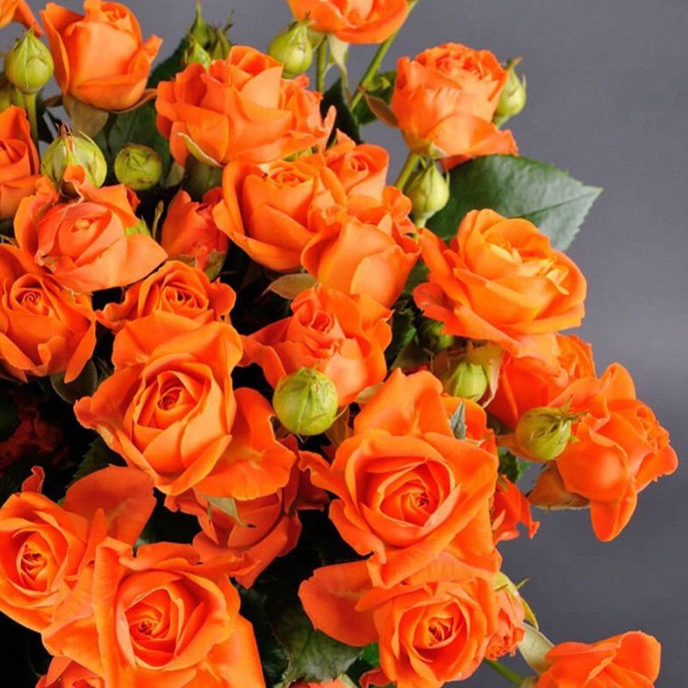 Саджанці бордюрних троянд Оранж Бебі (привитий) Чернівці - фото 2