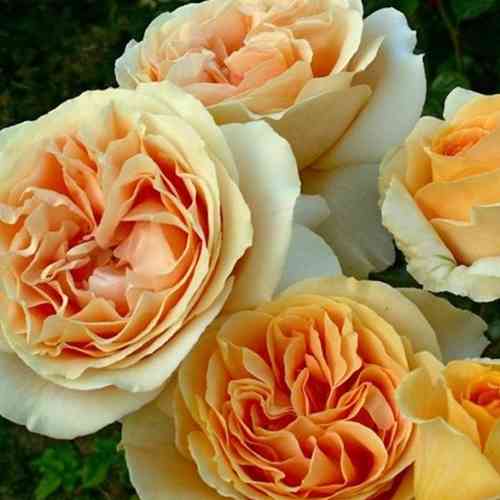 Саджанці троянд Кенделайт (привитий) - 2-річний Чернівці