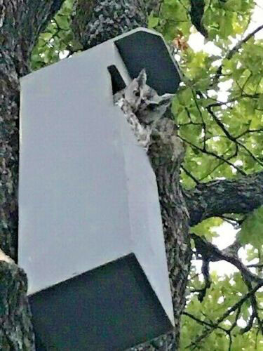 Домик для совы 