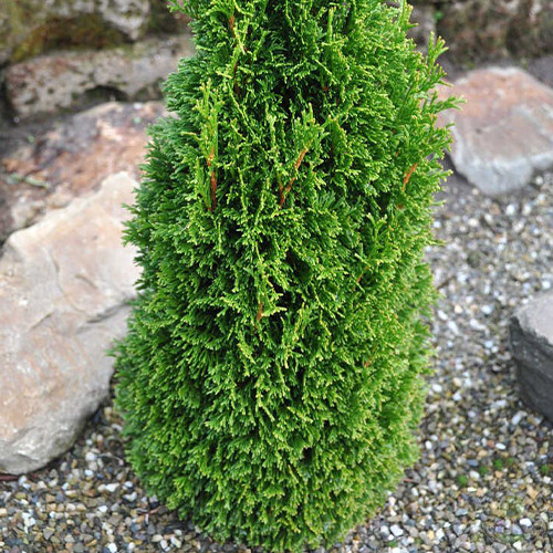 Саджанці туї Макс Чернівці - фото 1