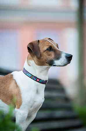 Нашийник для собак шкіряний WAUDOG Design з QR паспортом, малюнок "Літо", XS, Ш 12 мм, Дов 20-2 Коломия