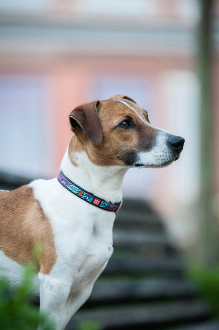 Нашийник для собак шкіряний WAUDOG Design з QR паспортом, малюнок "Літо", XS, Ш 12 мм, Дов 20-2 Коломия - фото 2