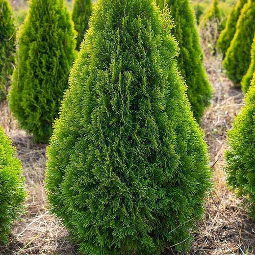 Саджанці туї Світлий Смарагд Чернівці - фото 1