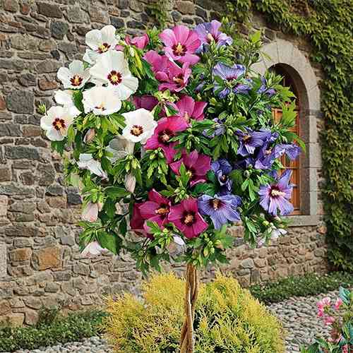 Саджанці гібіскусу Трьохколірний (черенкований) - 2-річний Чернівці