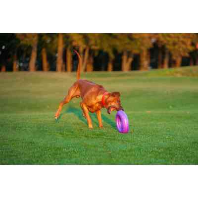 Игрушка для собак Puller Maxi 30 см (6492) Винница