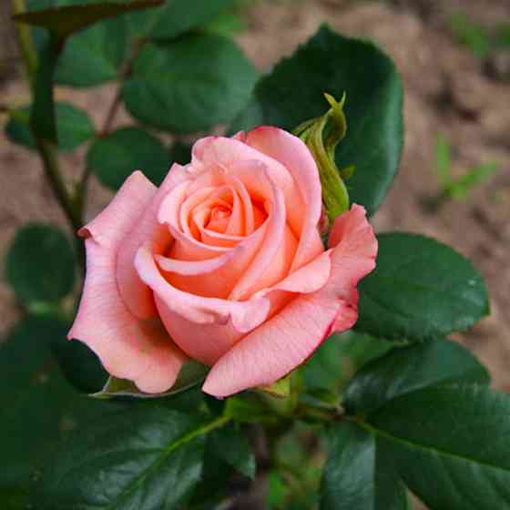 Саженцы чайно-гибридных роз Ангажемент (привитый) Черновцы