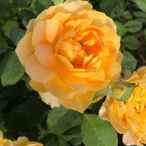 Саженцы роз Мулинекс (привитый) - 2-летний Черновцы - изображение 1