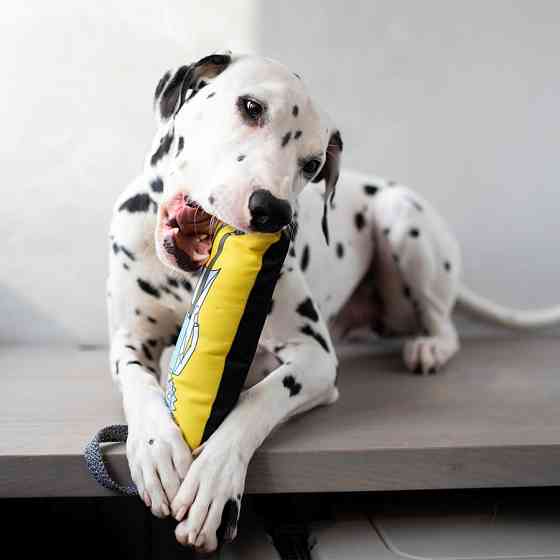 Іграшка для собак WAUDOG Fun з пискавкою, малюнок Рік і Морті 2, L, Ш 11 см, Д 26 см Київ