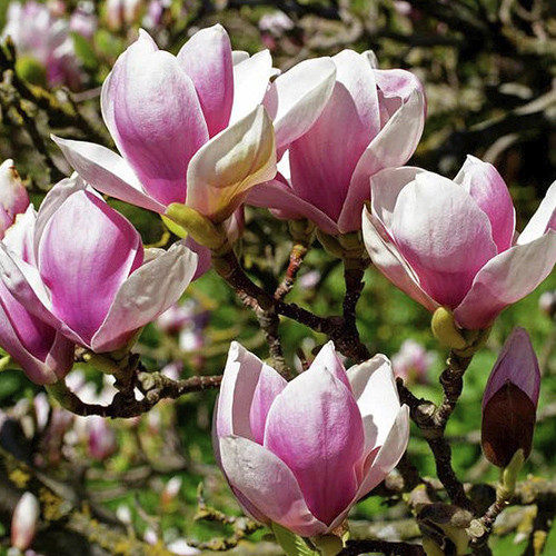 Саженцы магнолии Александрина (черенкованный) - 2-летний Черновцы - изображение 1
