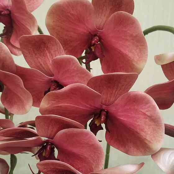 Штучна латексна орхідея VIP у керамічному кашпо кольору антрацит на три гілки персикова Дніпро